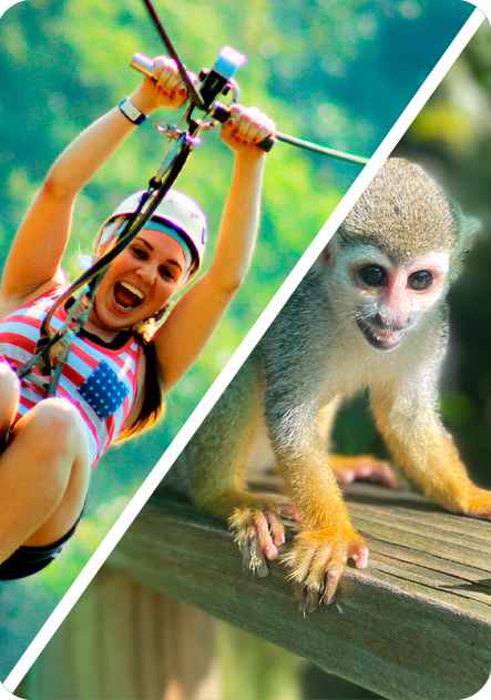 tours to the land of monkeys and adventures with zip lines in punta cana