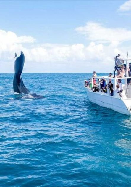tour punta cana whales