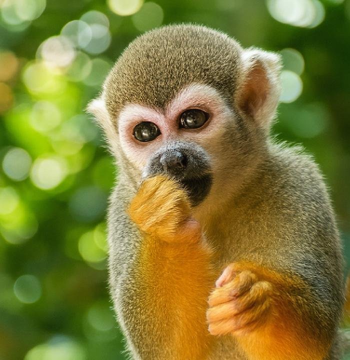 tour monkey land cacao and coffee in punta cana
