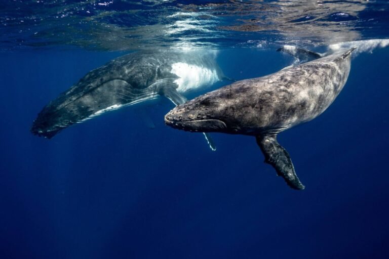 whale watching tour in punta cana
