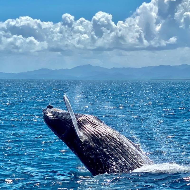 whales watching 800x800 3