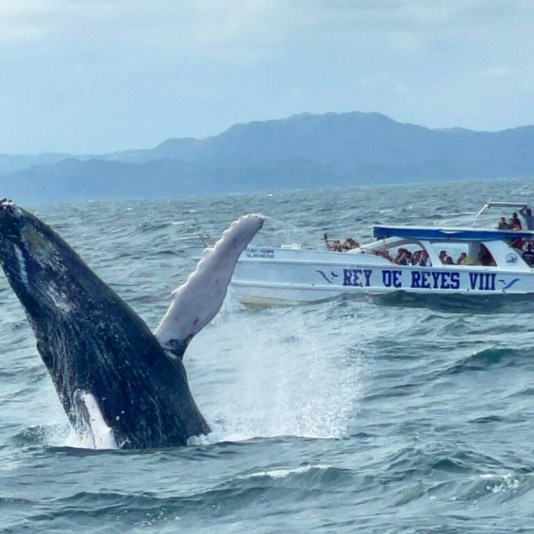 Avistamiento de ballenas punta cana