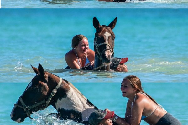 Swim with Horses — Swim Horse Punta Cana