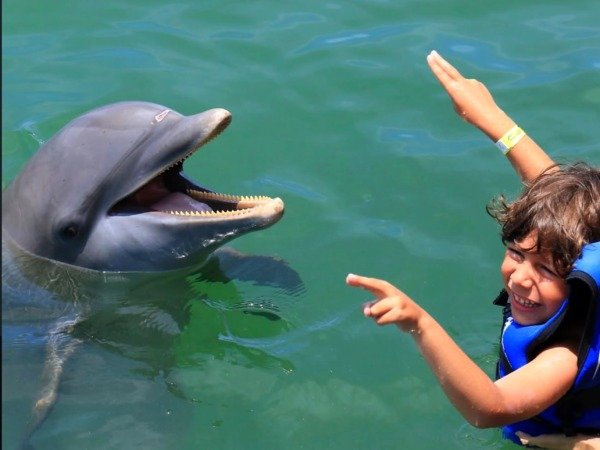 Excellence — Nada con 2 Delfines