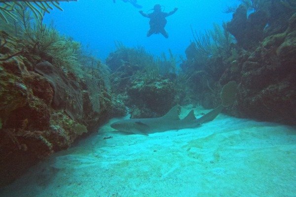 Bayahibe — Deux Plongées