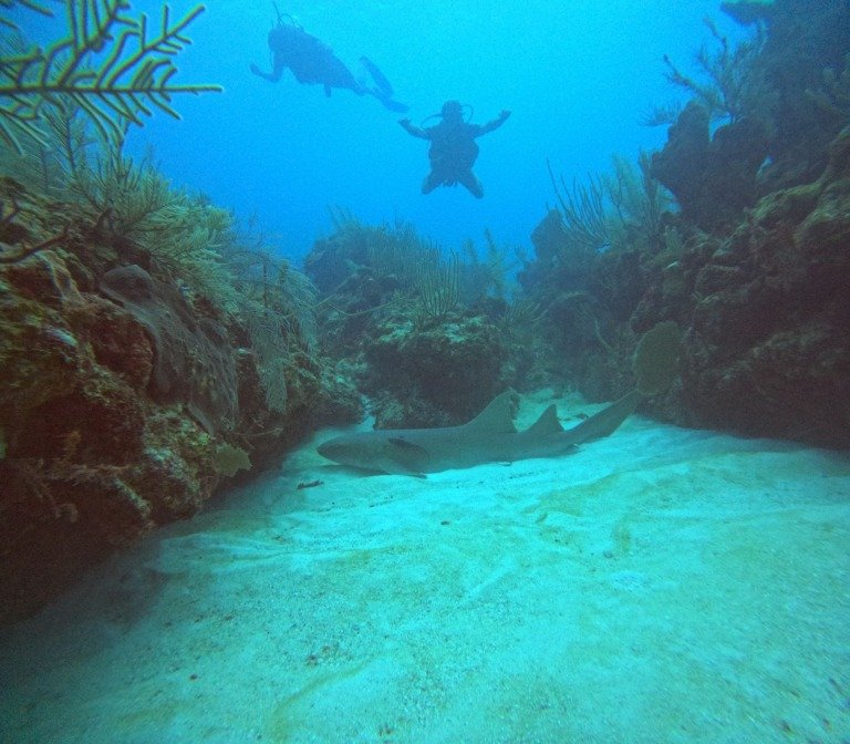 Bayahibe — Dos Inmersiones