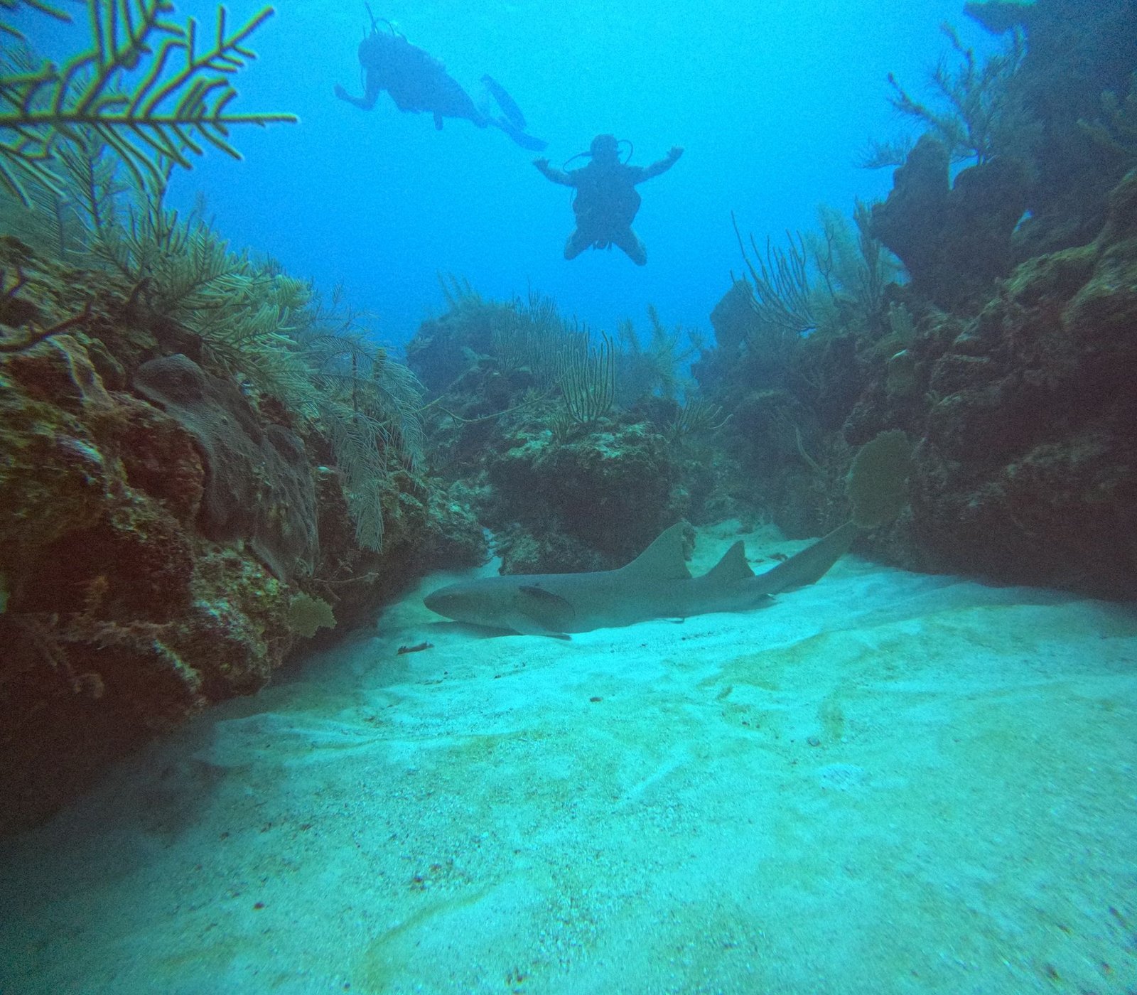 Two divers swimming above a reef near Bayahibe