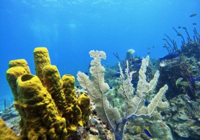 Isla Catalina: el santuario de coral que esconde el naufragio de un pirata